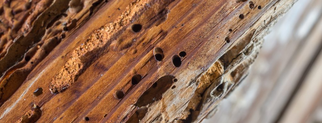 Old wooden beam affected by woodworm. Wood-eating larvae species beetle