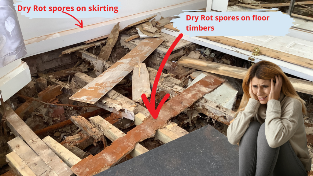 dust from Dry Rot